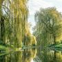 Pathway Throigh the Willows