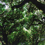 Grove