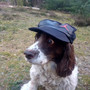 Hat on the dog