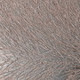 Mouflon Reclining