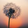 dandelions
