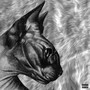 喵喵 (Explicit)