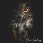 Owl Hooting: Night Forest Soundscapes