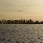 the yellow calm