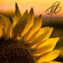 Sunflowers and Sunsets