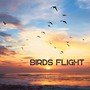 Birds Flight