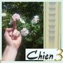 Chien 3 (Explicit)