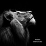 Carnivore