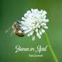 Bienen im April