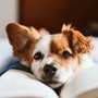 Quiet Time for Dogs: Gentle Music