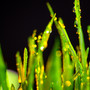 Cutting the Grass at Night (Radio Edit)