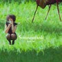 Sonnentank (Explicit)