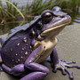 The Purple Frog