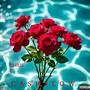 Cash Flow (Explicit)