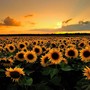 Sunflower (Explicit)