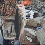 BIG FISH STATUS (Explicit)