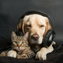 Pet Harmony: Soothing Animal Melodies