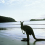 Kangaroo (Explicit)