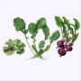 Lettuce Turnip the Beet (Explicit)