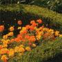 Summer Garden