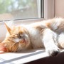 Cat Serenity: Soothing Sounds for Feline Calm