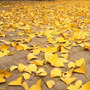 Autumn Leaves