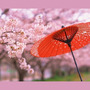 桜日和