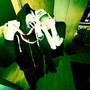 Schaden (Explicit)