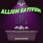 Allium Sativum