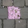 Street Flowers