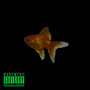 FISH (Explicit)