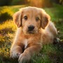 Música Relajante Nocturna Para El Sueño De Los Perros