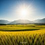 Sun of Peace