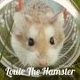 Louie The Hamster