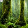 Temperate Rainforests (demo)