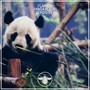 Panda Flight Remixes