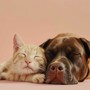 Calm Vibes Music for Pets Relaxing