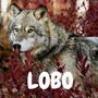 LOBO (Explicit)