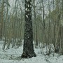 The Birch