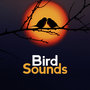 Bird Sounds