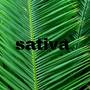 Sativa