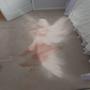 BLOOD ON THE CARPET (Explicit)