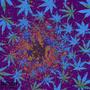 Im Bari/Im Gucci (Explicit)