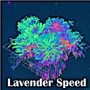 Lavender Speed