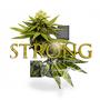 Strong (feat. Yung Rip) [Explicit]