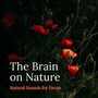 The Brain on Nature - Natural Sounds for Focus