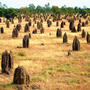 Termite Town