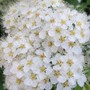 Flower Honey
