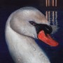 Schwanenteich (Explicit)