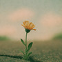 Bloom Again